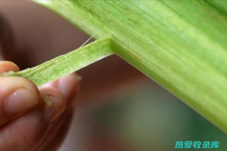 芋头叶柄的功效 (芋头叶柄的功效与作用)