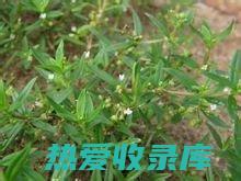 探索这种传统草药的非凡益处