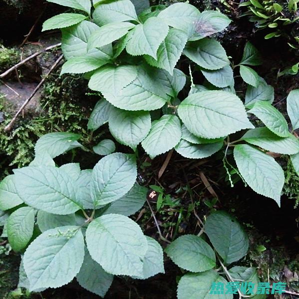 铁关门草药的功效 (铁关茶是什么茶)