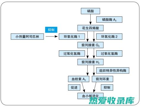 抗血小板聚集的药物有哪些