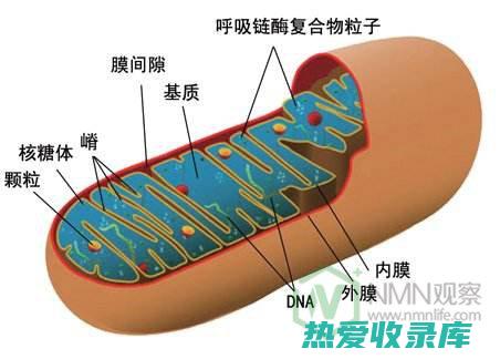 改善心血管健康