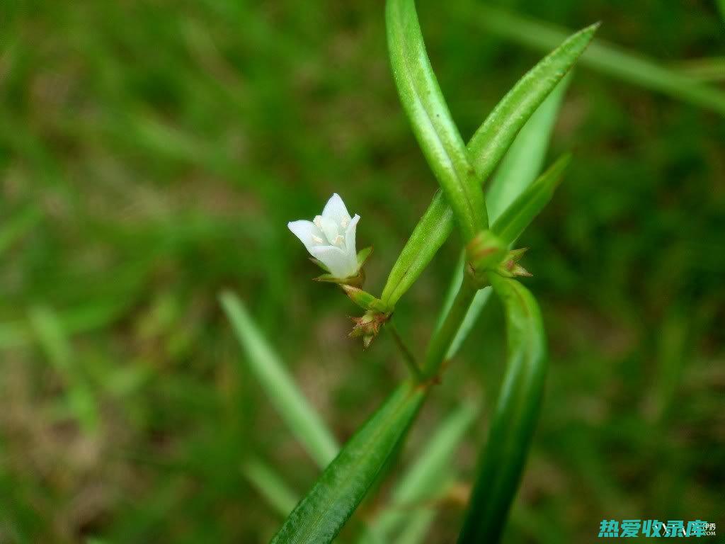 白花蛇舌草的用途与功效