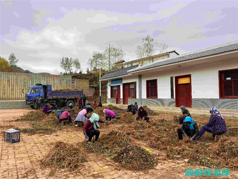 揭秘中药草河：探索其药用价值和应用 (草河草的功效)