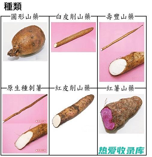 山药：一种具有药用价值的传统中药材 (山药是什么作用)