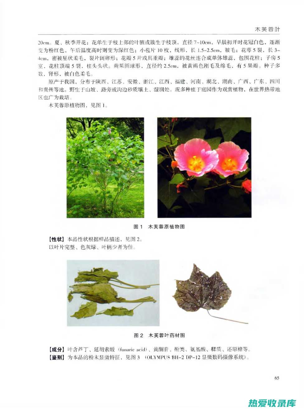 木芙蓉叶的功效与作用