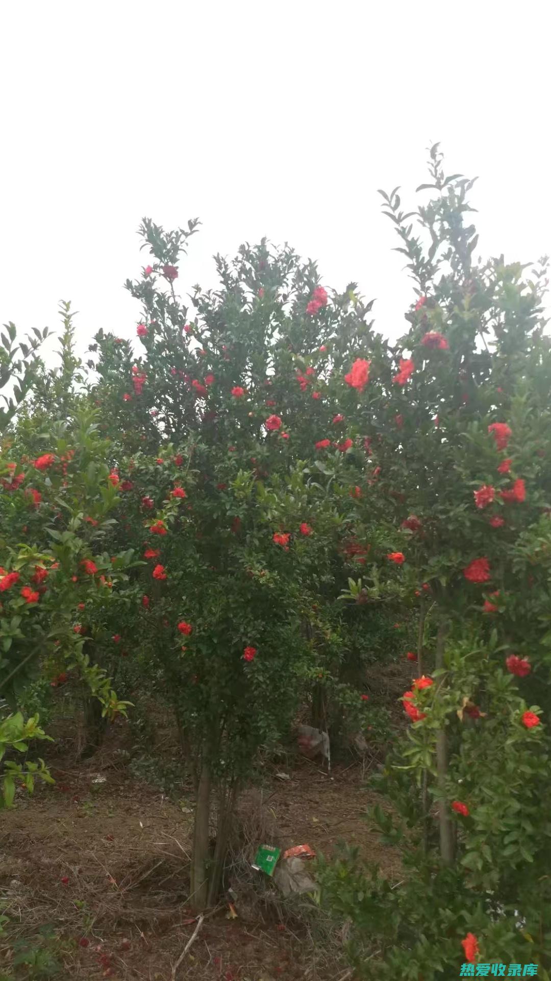 石榴草的功效与作用 (石榴草的功效与作用图片)