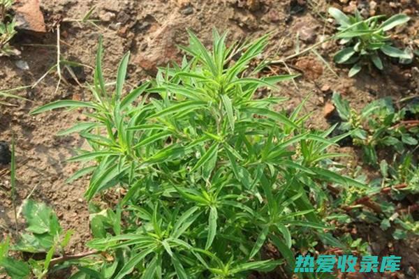 治皮肤病的中药：传统中医药宝库里的良方 (治皮肤病的中药有哪些药)