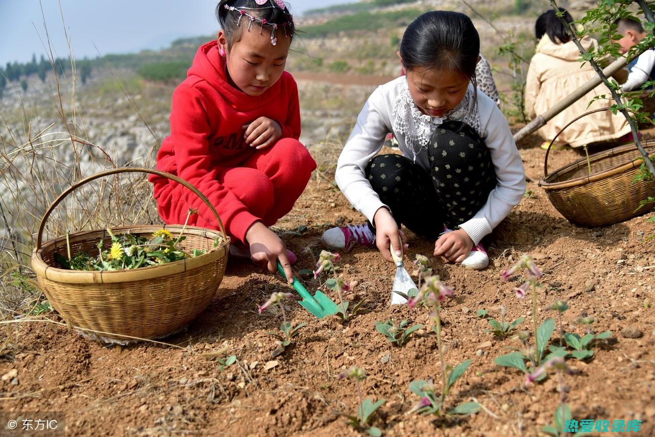 茵陈的功效、作用及其禁忌事项 (茵陈的功效和主治)