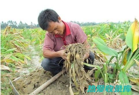 中药郁的功效与作用 (中药郁金的功效)