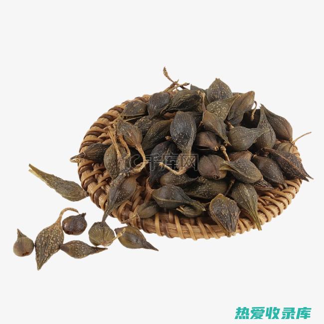 中药连翘：解毒抗菌，清热降火的良药 (连翘解什么毒)