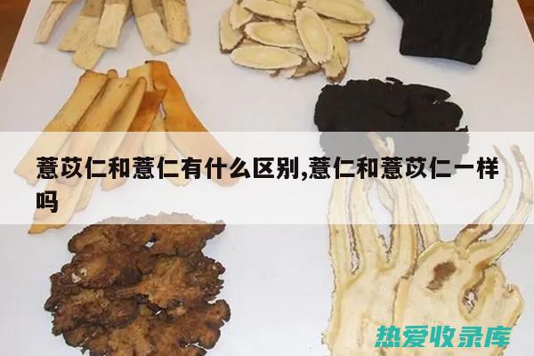 薏仁根的惊人功效和作用