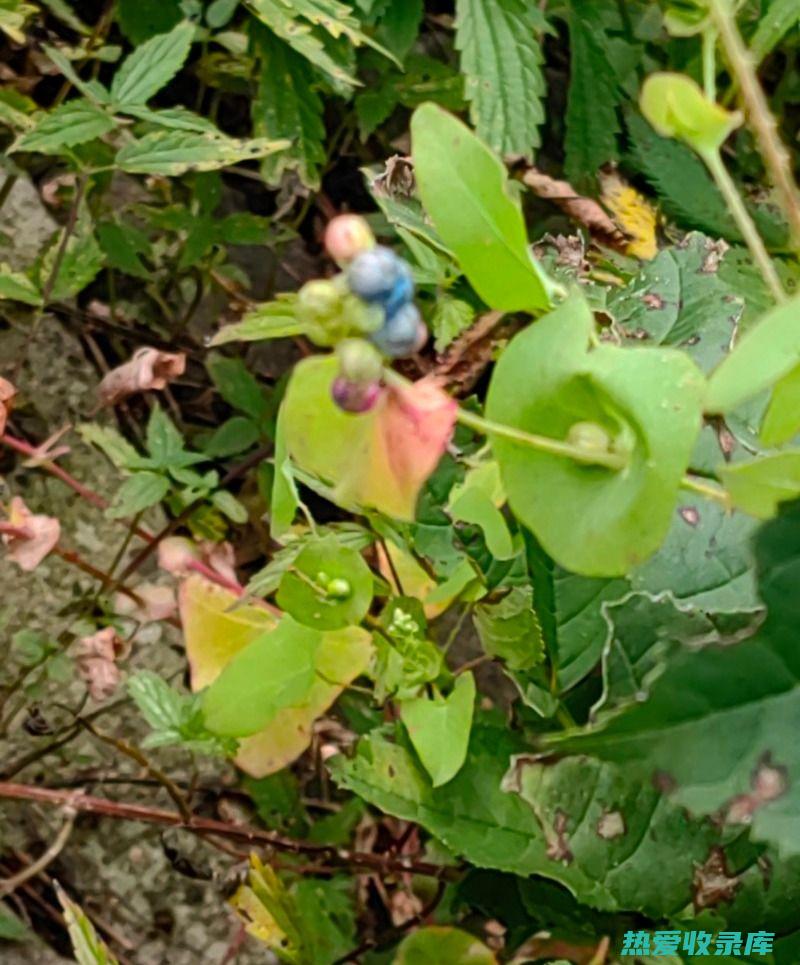 杠板归：用途广泛的中药材，揭秘其神奇功效 (杠板归用途千和功效)