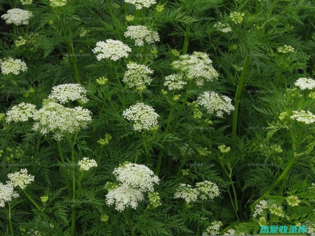 蛇床子和茶叶泡水的神奇功效 (蛇床子和茶叶一起泡茶有什么作用)