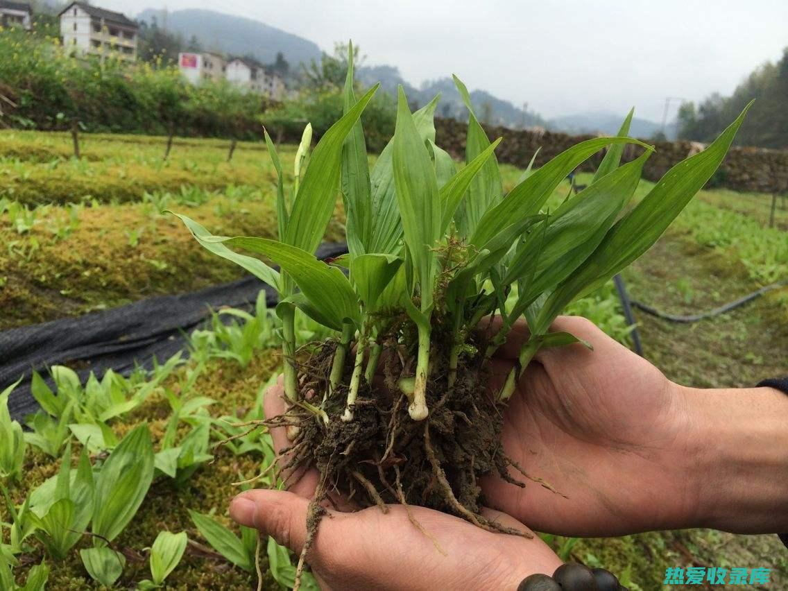 九地中药：中华医药瑰宝，养生保健之良方 (九地中药别名)