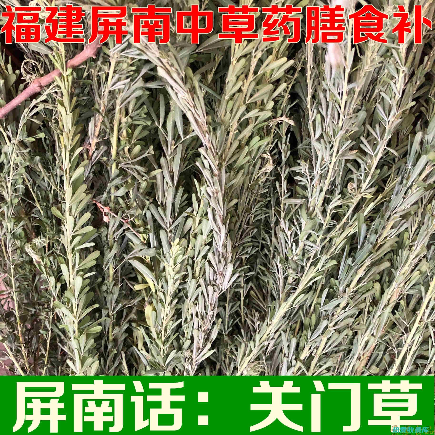 天门子：中草药的功效与药用价值 (天门子中药)