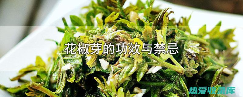 花椒芽的神奇功效与用途：深入了解其宝贵的健康益处 (花椒芽的神奇功效)