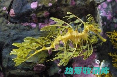 尖海龙的功效与作用：神奇的海洋生物揭秘 (尖海龙的功效与作用吃法)