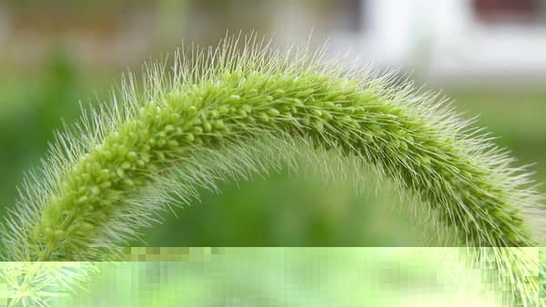 中草药马尾草的卓越功效 (b中草药的炮制术)