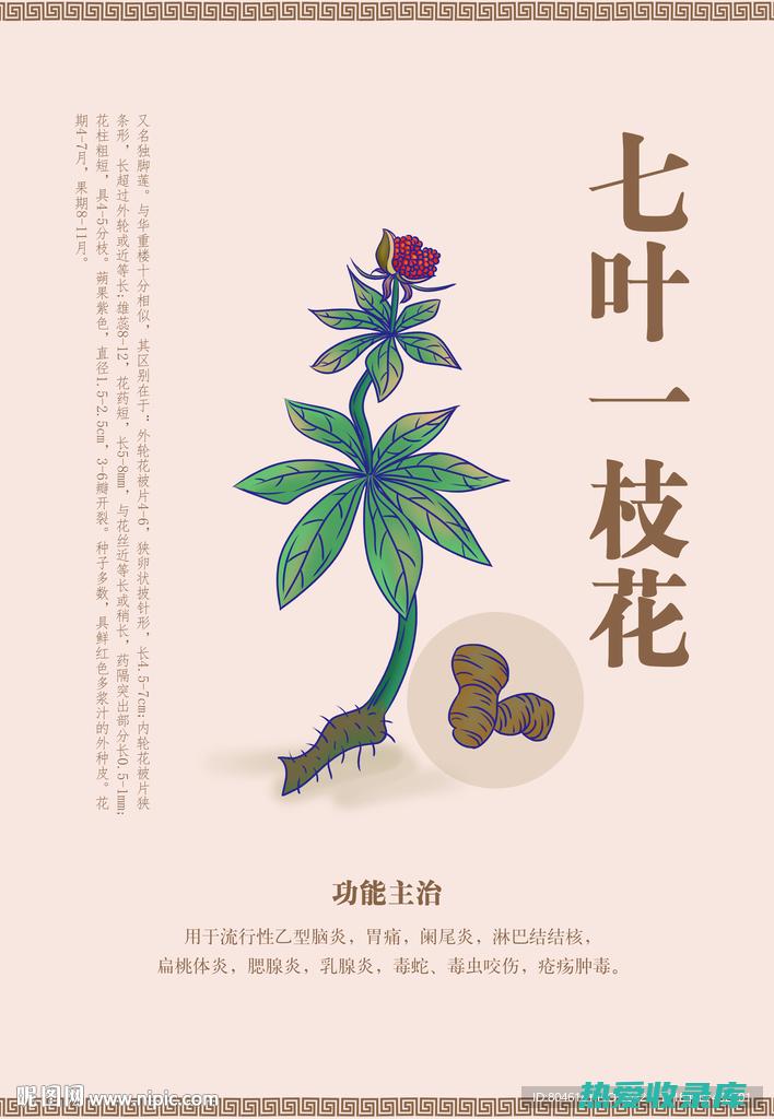 七叶一枝花：功效详谈 (七叶一枝花泡酒的功效与作用)