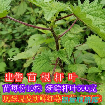 活麻功效与作用：促进循环，减轻疼痛，改善关节健康 (活麻功效作用图片)