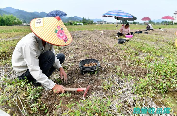 中药材采收指南：从时令到保存方法 (中药材采收指标有哪些)