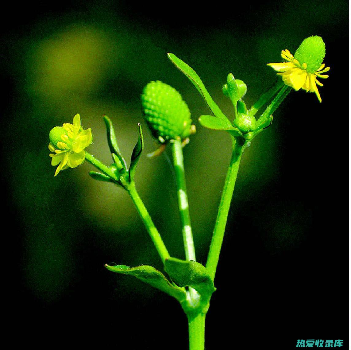 石龙芮的功效与作用 (石龙芮的功效和图片)