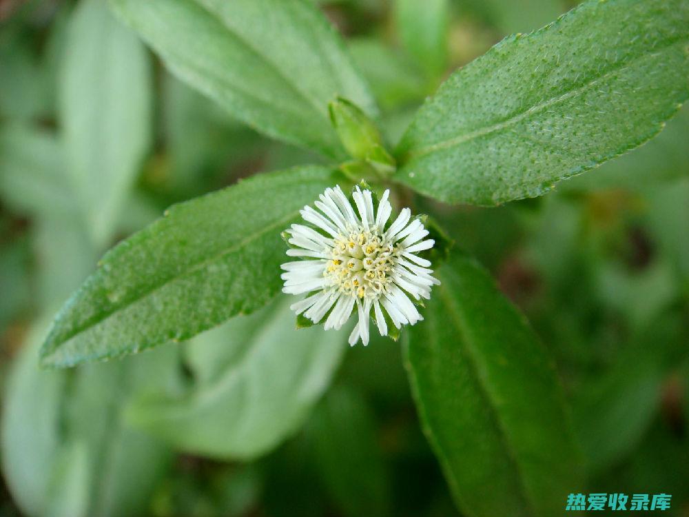 墨旱莲：神奇药草的多重作用与功效 (墨旱莲植物百度百科)