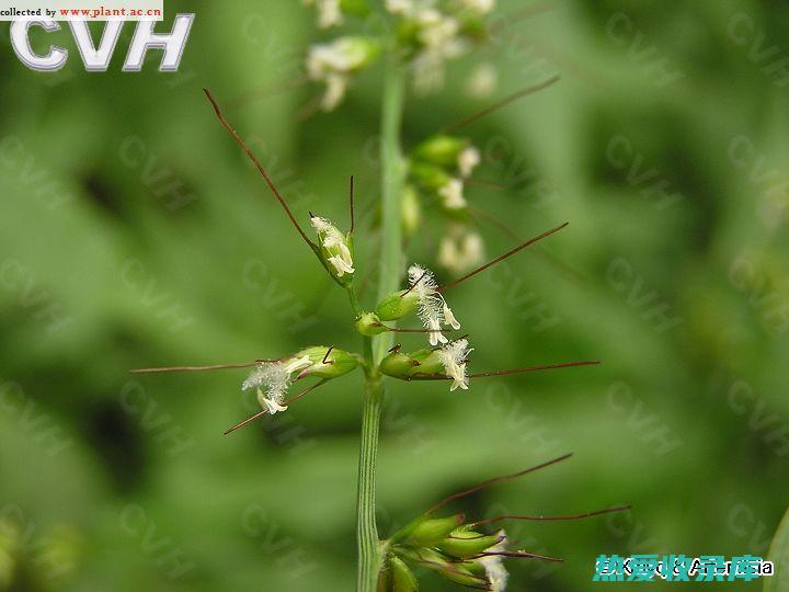 中药米花草：神奇的古代草药 (米花草的功效与作用)