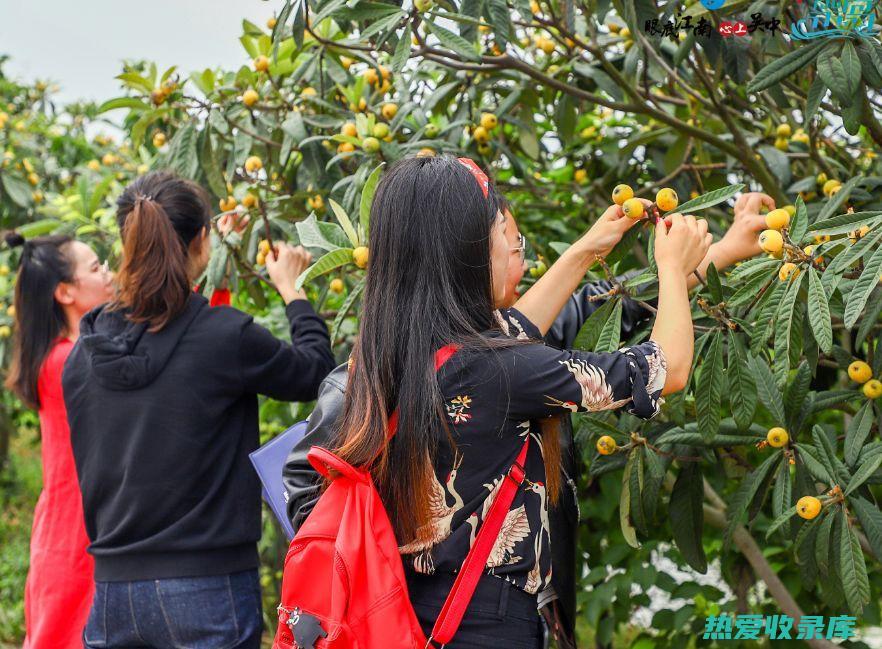 枇杷花瓣的功效：化痰止咳、清热降火、润肠通便、活血化瘀、消炎解毒、美容养颜 (枇杷花瓣的功效与作用及禁忌)