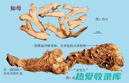 知母：中医药中的清热润肺良药，全面解析其作用与功效 (知母中医药)