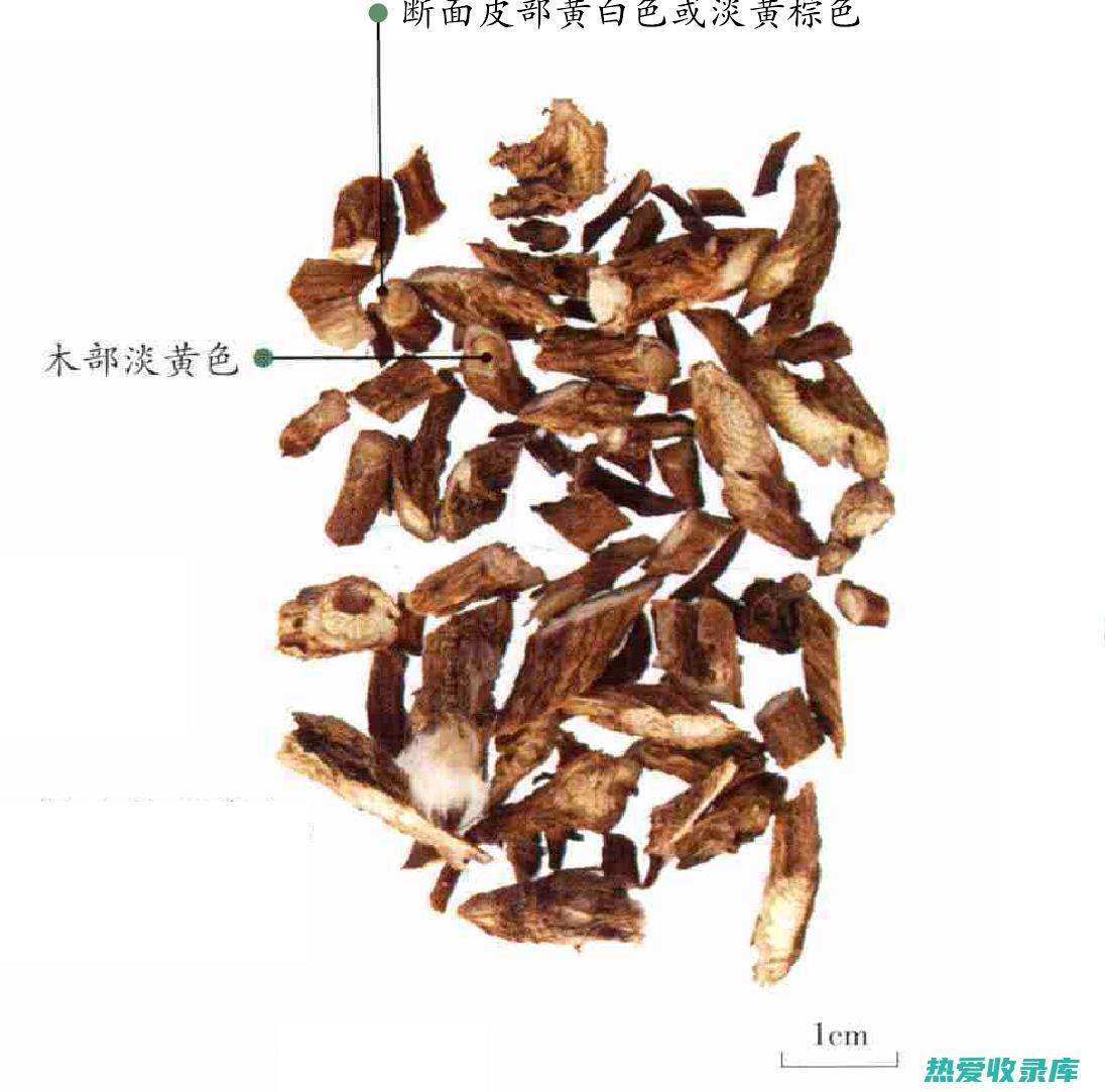 白头翁根功效：中医药用价值探究 (白头翁根功效与作用)