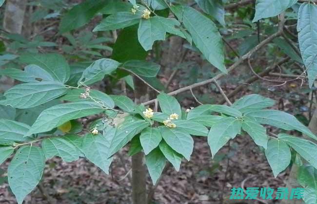 布渣叶的药用价值：健康益处的全面指南 (布渣叶的药用功效与作用)