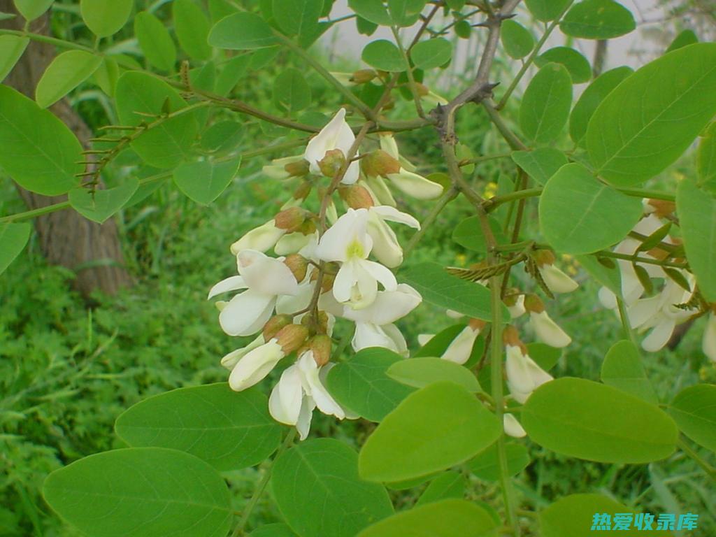 中医瑰宝：槐子的药用功效与应用 (槐 中药)