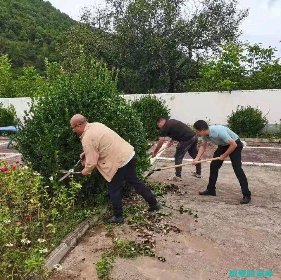 桑树的惊人功效和好处 (桑树的惊人功效与作用)