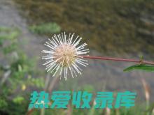 水团花的功效：了解这种神奇植物的众多优点 (水团花的功效与作用禁忌)