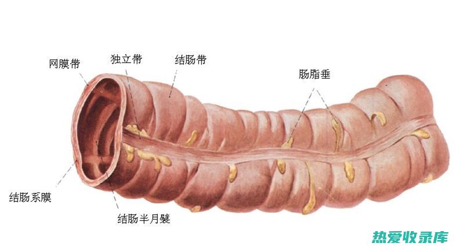 治疗结肠炎的中药 (治疗结肠炎的中成药)