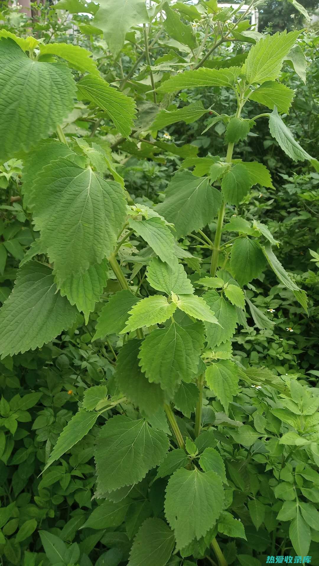 探索野生防风与家种防风的独特功效：自然药库中的珍宝 (探索野生防风草的方法)