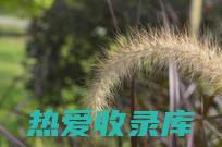 光明草：神奇草药及其强大的功效 (光明草的作用)