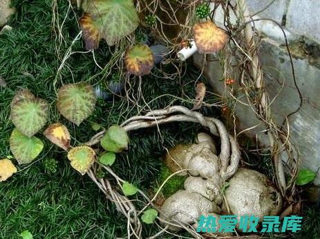 草乌泡脚的神奇功效：消除疲劳、改善睡眠、缓解疼痛 (草乌泡脚的好处)