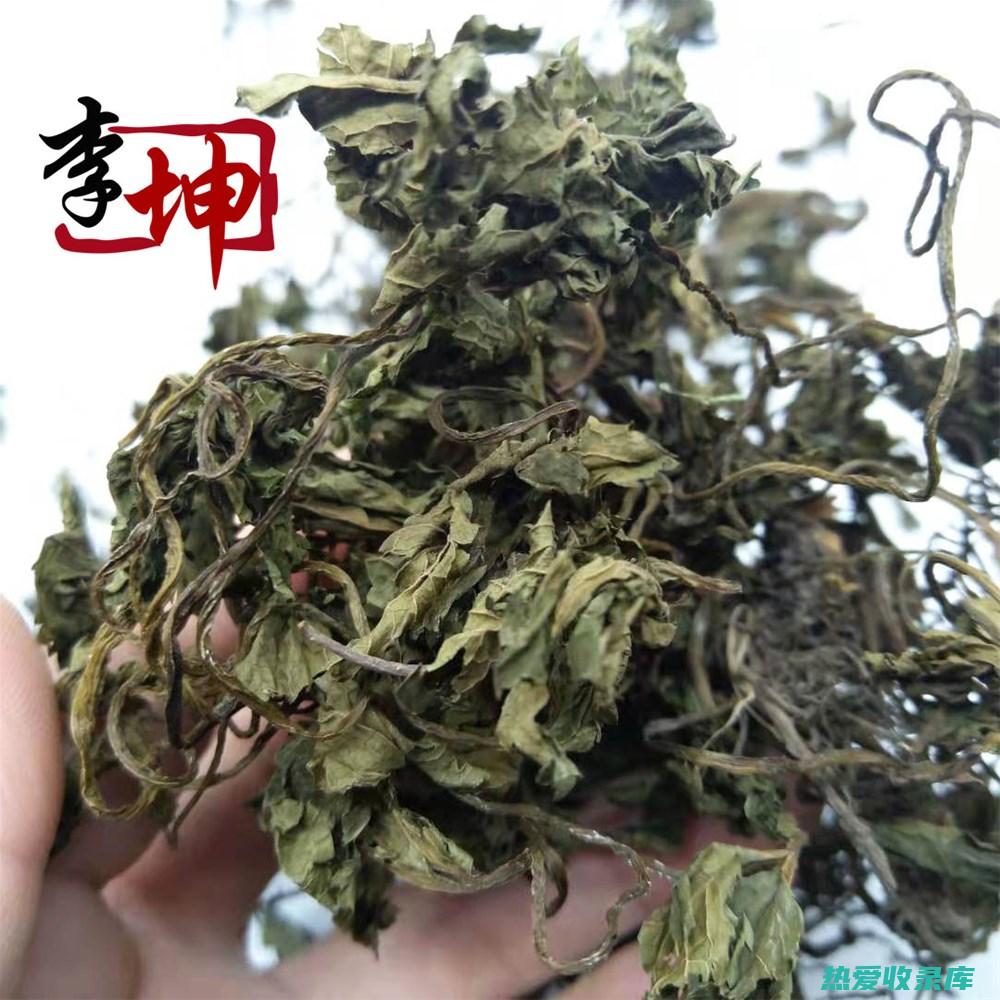 肺腥草的功效与作用 (肺腥草的功效和作用)