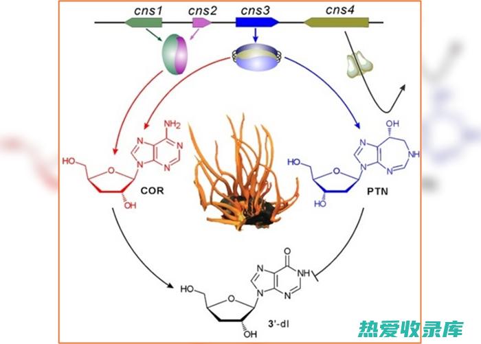 冬虫夏草：具有补肺益肾、止咳化痰、增强免疫力等功效，常用于治疗肺虚证、慢性咳嗽、免疫力低下等疾病。冬虫夏草含有虫草素、虫草酸、多糖等有效成分，具有抗氧化、抗衰老、调节免疫力的功效。(冬虫夏草是虫还是草)