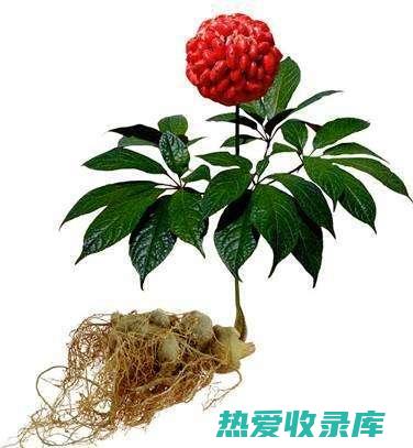 三七芽的功效与作用： (三七芽的功效与作用吃法)