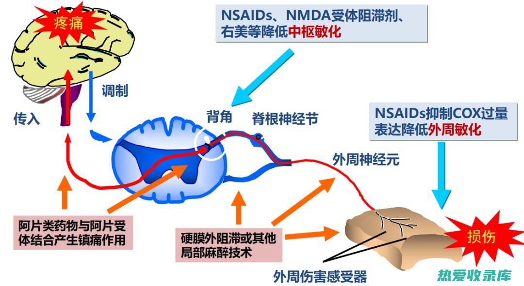 抗炎和镇痛：白花蛇舌草富含抗炎和镇痛成分，可以有效缓解疼痛和炎症。它已被用于治疗关节炎、肌肉疼痛和头痛等各种疾病。(抗炎和镇痛的区别)