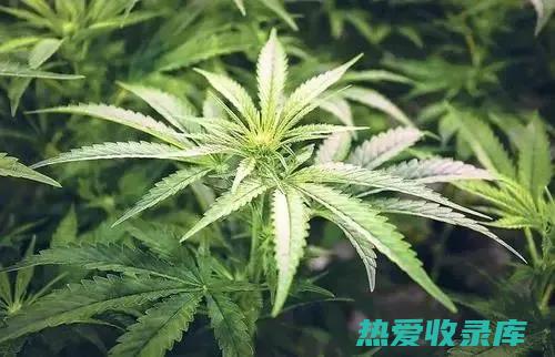 中药与大麻：传统与现代医学交汇 (中药与麻醉)