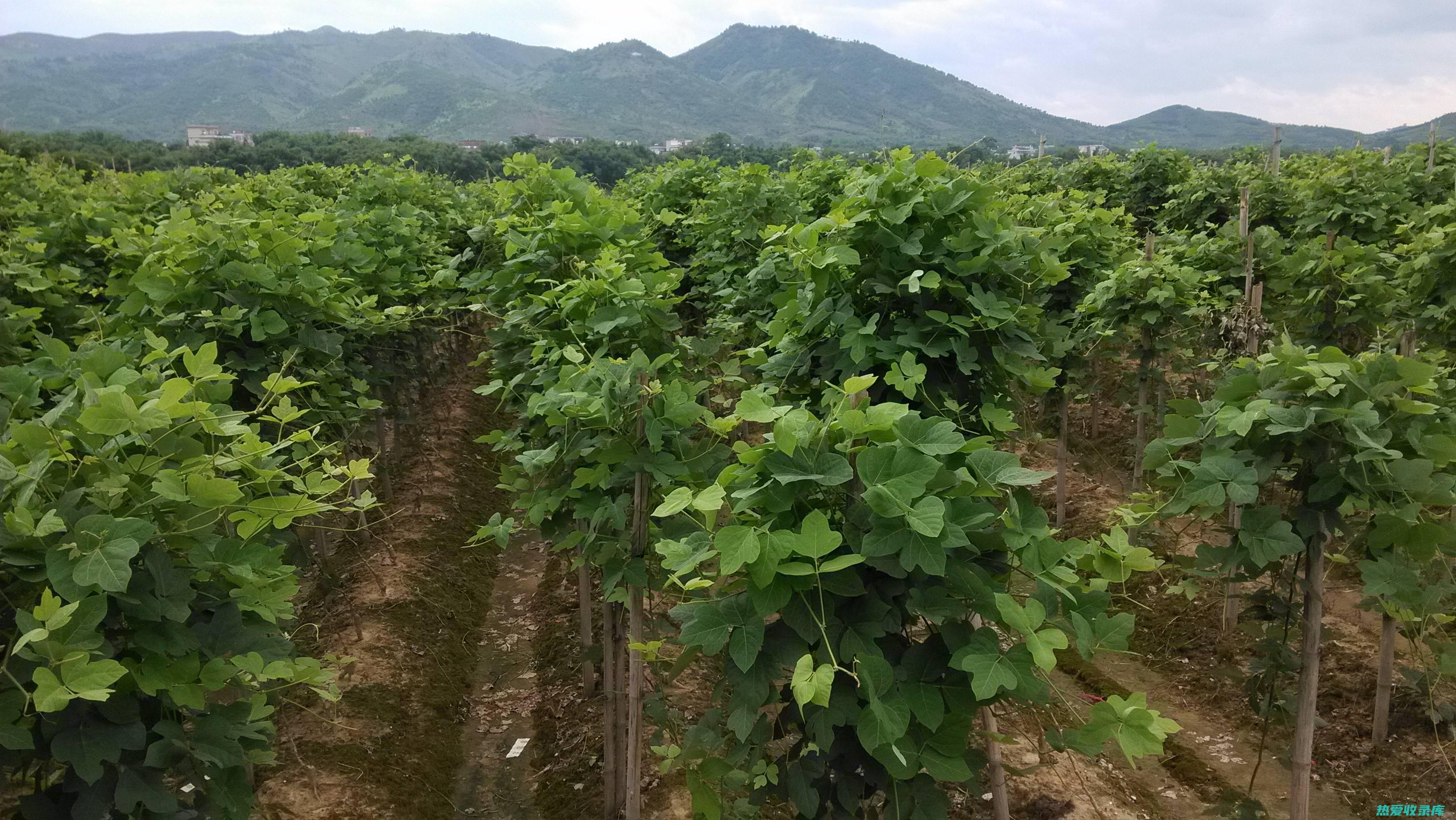 葛根：一种广泛应用于中医学的药材 (葛根效果与作用)