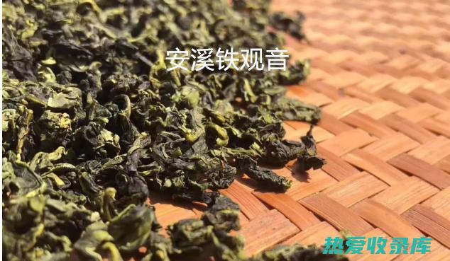 九节茶的惊人功效与作用 (九节茶的惊人现象)