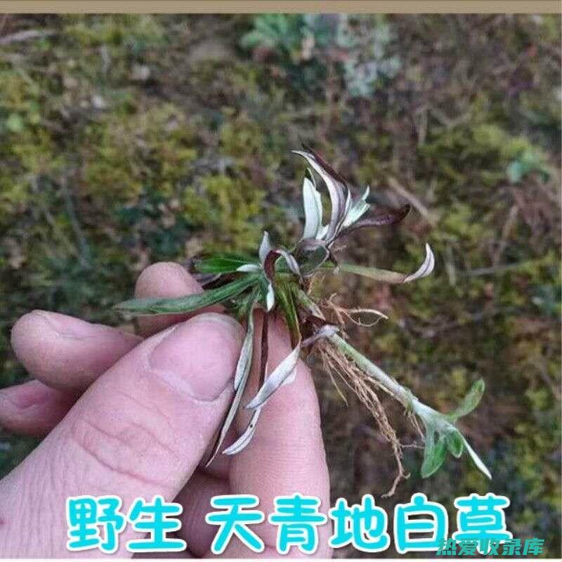 天青地白草的奇妙功效：了解它的治疗特性 (天青地白草的功效与主治)