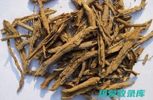 地骨皮的功效与作用：全面了解其清热利湿、凉血消肿的治疗效果 (地骨皮的功效与作用)