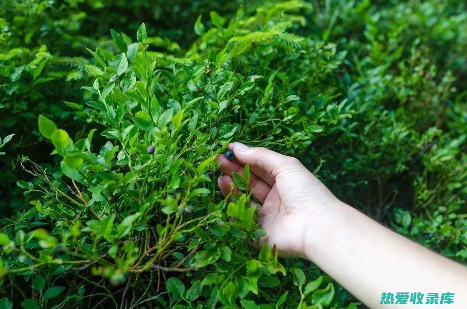 只实功效和作用，打造无虚妄之地 (只实的作用和功效)