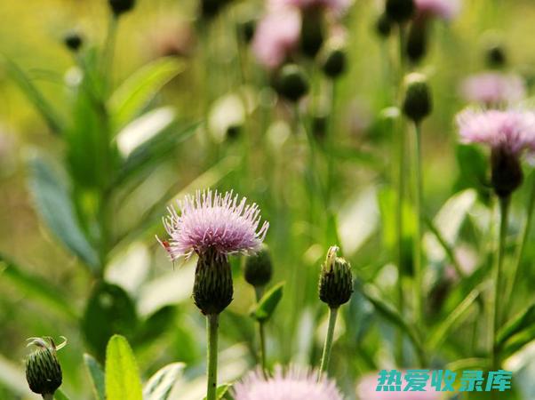 小蓟的惊人功效：从护肝解毒到抗癌防癌 (小蓟的惊人功效是什么)